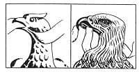 鳳凰抑或鷹?
